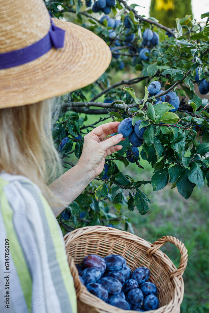 Farmer harvesting plums. Woman picking fresh ripe plum from fruit tree in organic garden