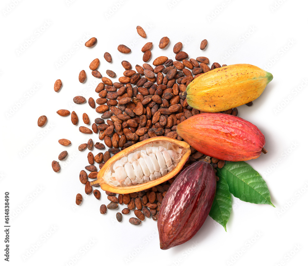 Dried cocoa beans with fresh pods isolated on white background.