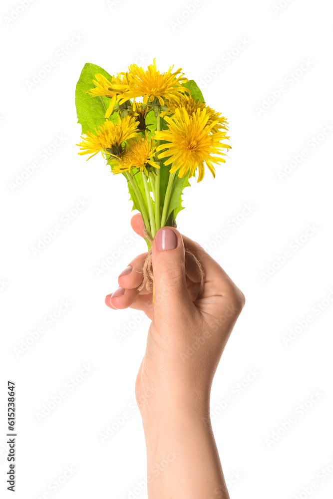 Female hand with beautiful dandelion flowers on white background, closeup