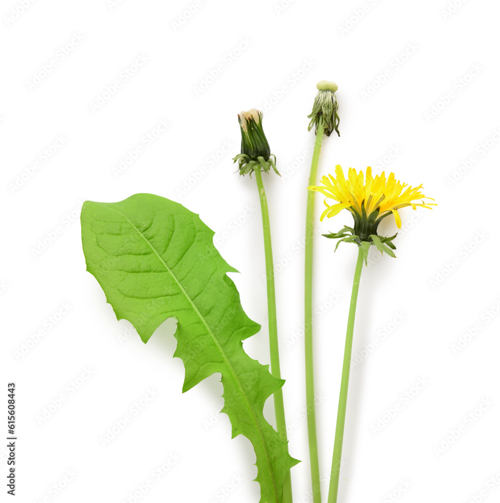 Dandelion flowers and leaf on white background