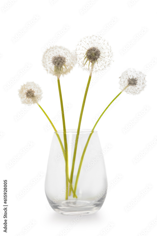 Vase with dandelion flowers on white background
