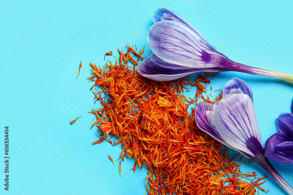 Heap of dried saffron threads and crocus flowers on blue background