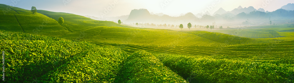 Green tea garden hill