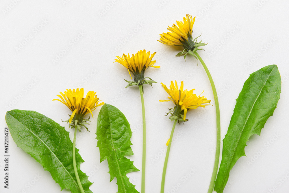 Composition with yellow dandelion flowers and leaves on white background, closeup