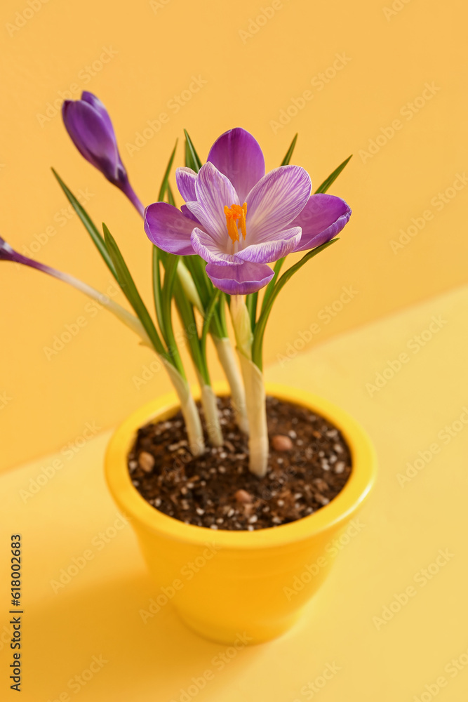 Pot with beautiful crocus flowers on table near yellow wall
