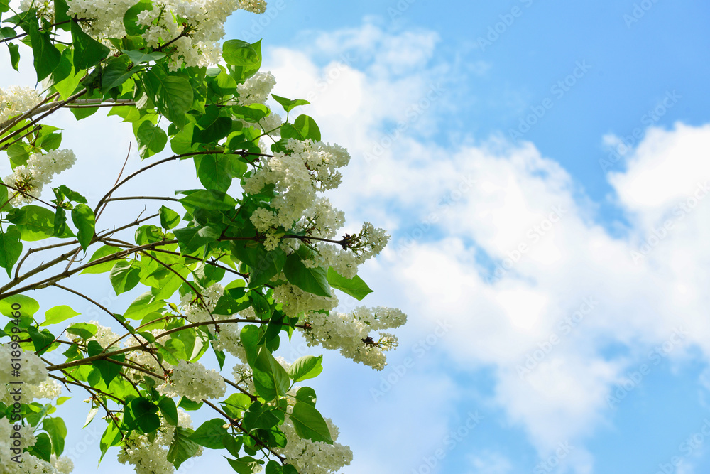 Beautiful white lilac tree on blue sky background