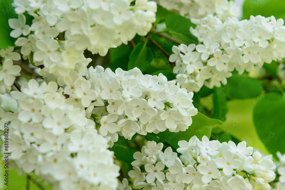 Beautiful white lilac flowers on spring day, closeup