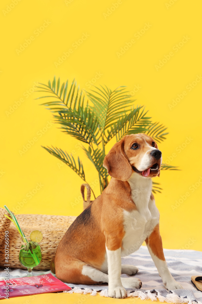 Cute Beagle dog with beach accessories on yellow background