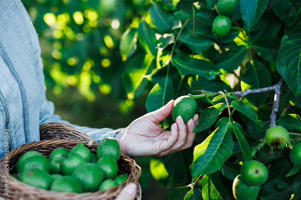 Female farmer picking unripe walnut into wicker basket from nut tree. Healthy food from organic farm