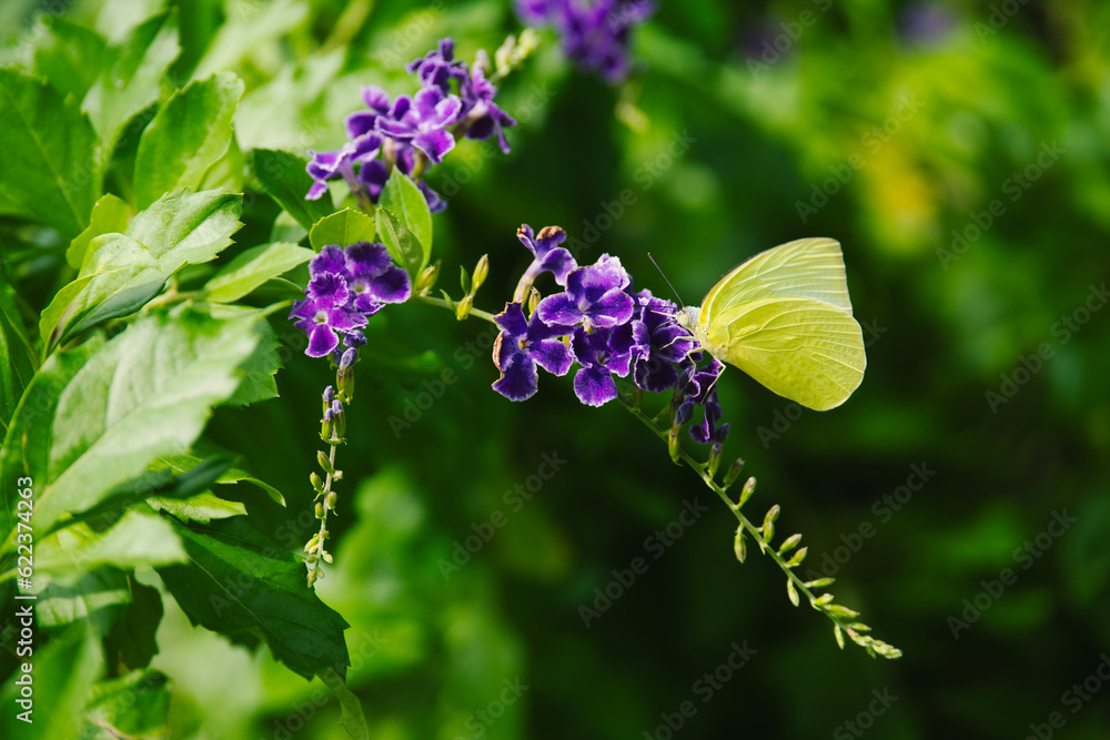 butterfly on flower,butterfly on beautiful nature,purple flower