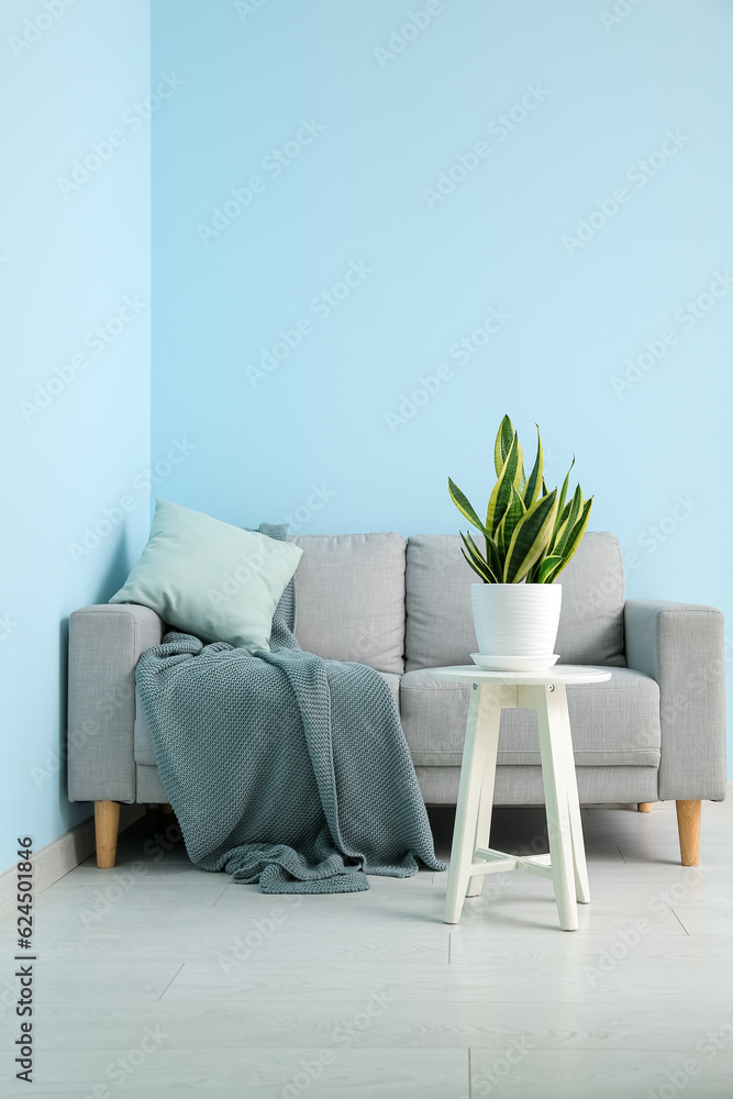 Interior of living room with sofa, houseplant and table