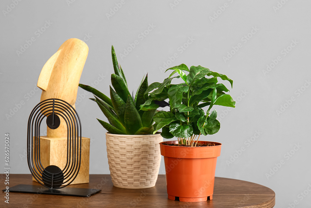 Green houseplants with decor on table near grey wall