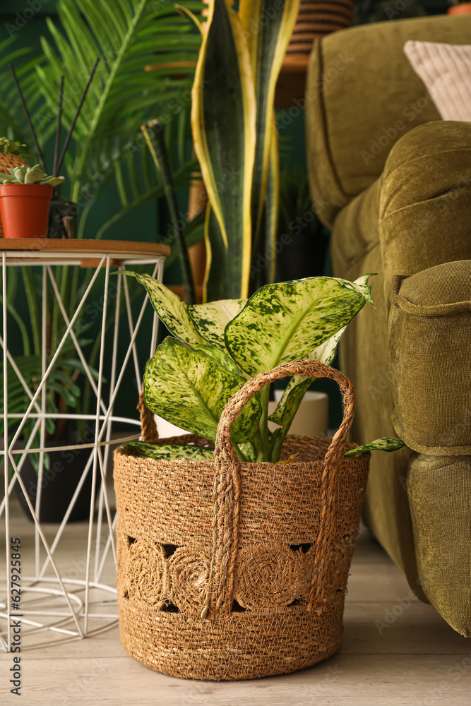 Basket with green houseplant in living room, closeup