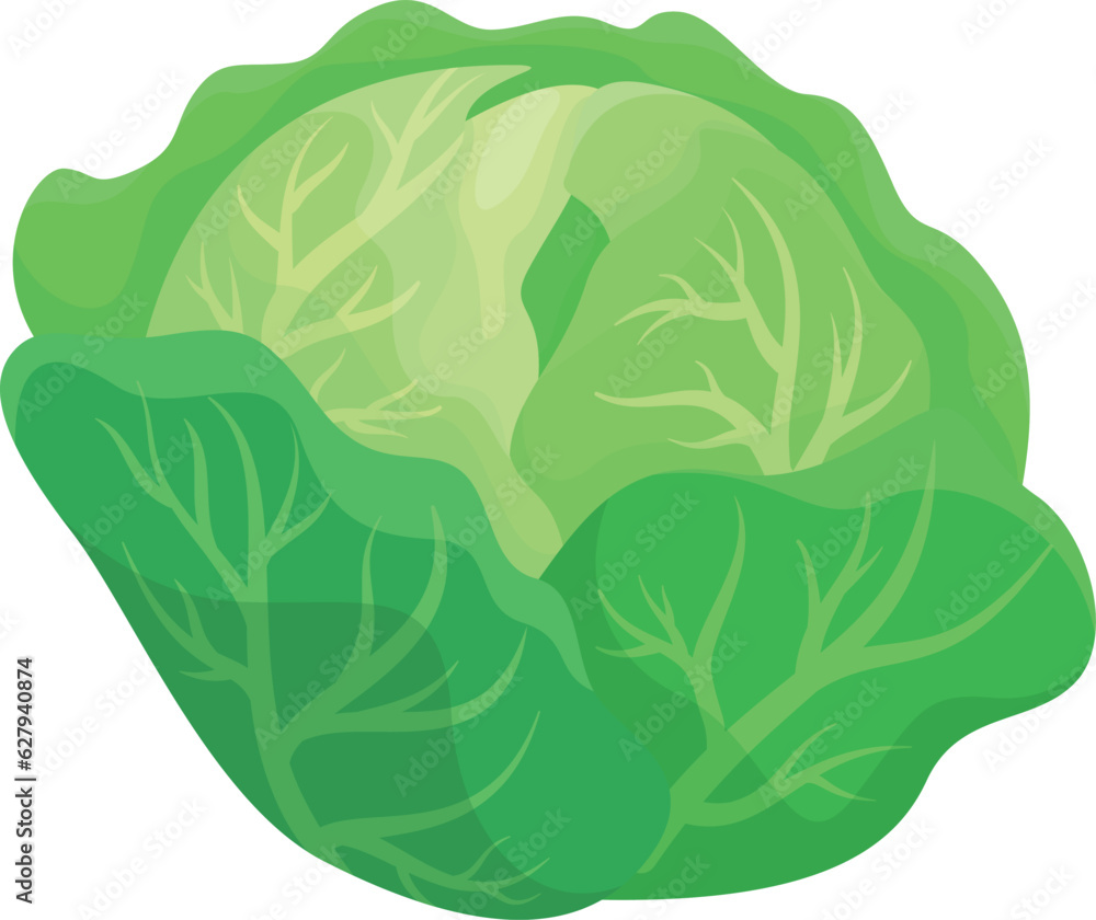 Head green fresh organic cabbage leaves whole vegetable harvest vector flat illustration