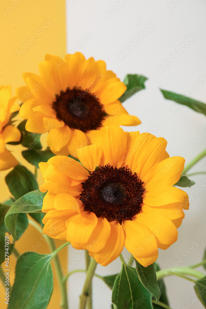 Beautiful sunflowers near yellow and white wall, closeup