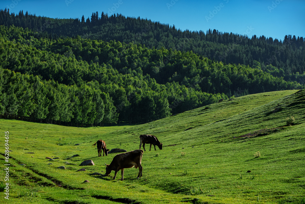 Picturesque mountain landscape with cows grazing on a green meadow