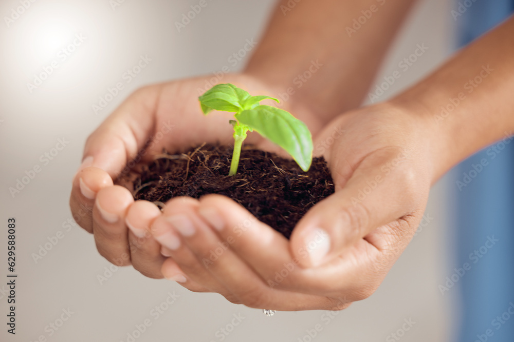 Hands, person and plants for growth development, future sustainability or climate change. Closeup of