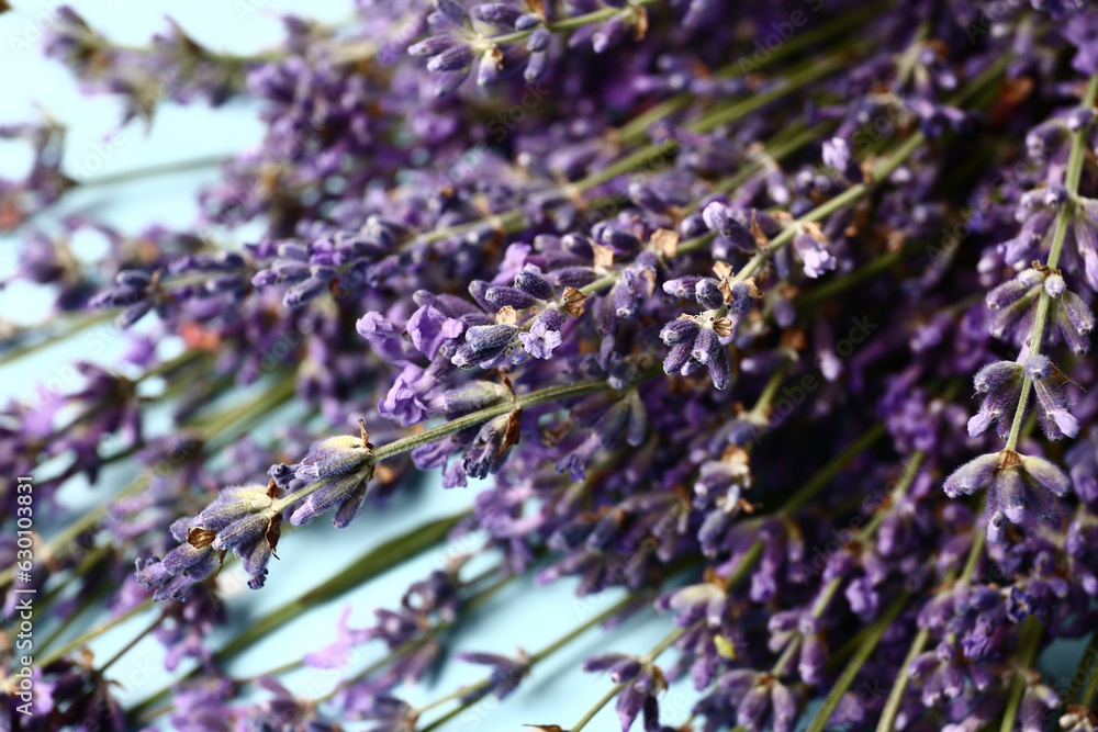 Branches of beautiful lavender flowers on blue background, closeup