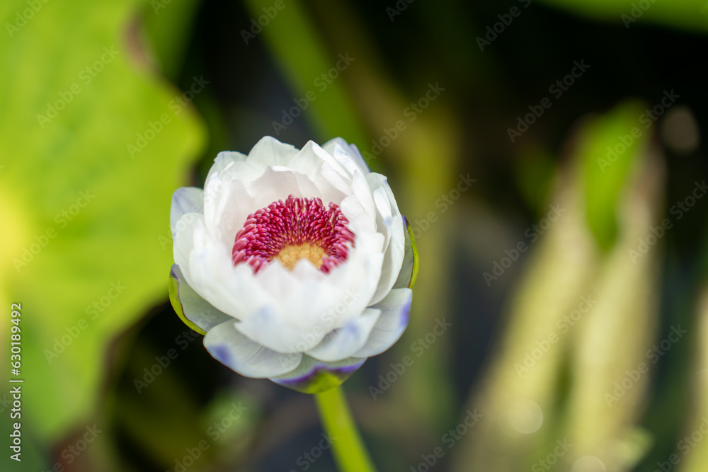 Lovely flowers. commonly called water lily or water lily among green leaves and blue water. beautifu