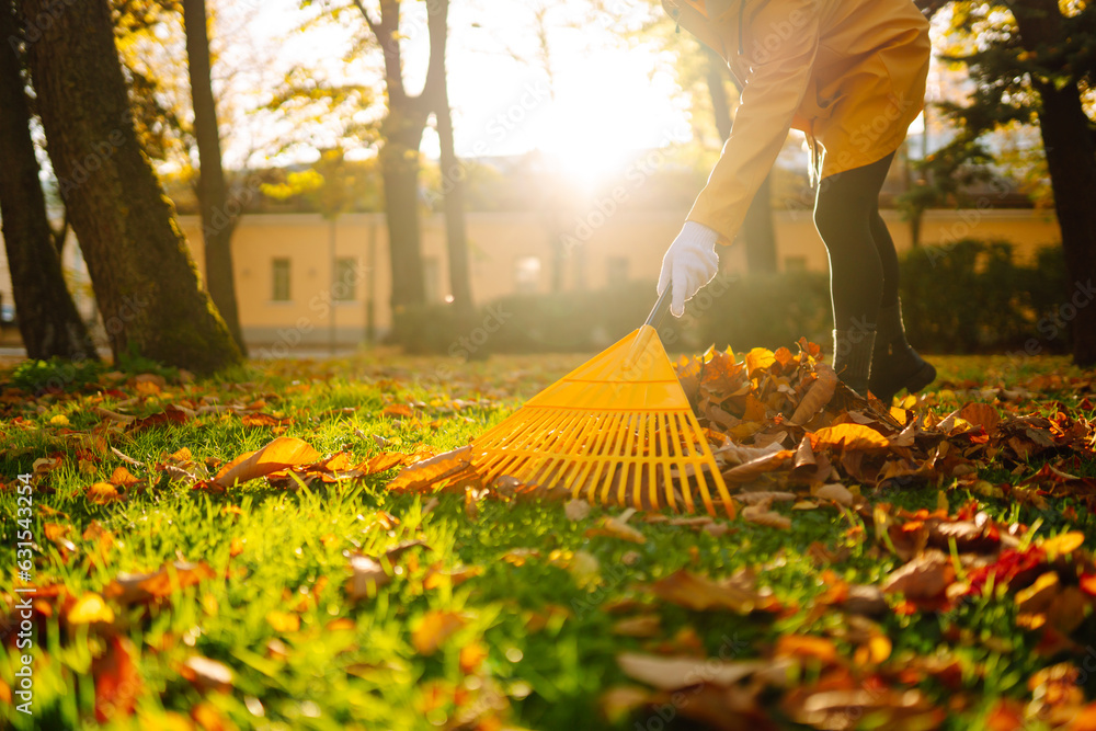 Cleaning up autumn fallen leaves. A pile of fallen leaves is collected with a rake on the lawn in th