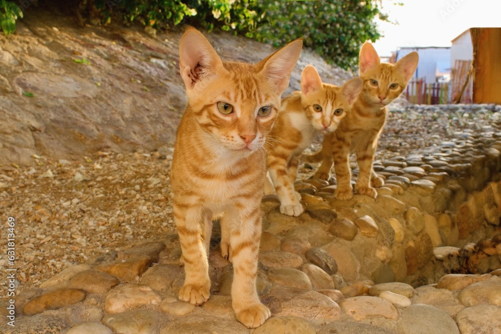 Group of adorable egyptian stray cat siblings.