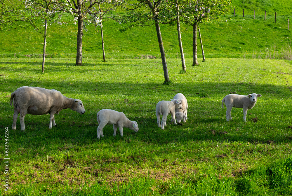 sheep graze on a green meadow