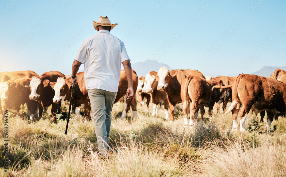 Cows, walking or black man on farm agriculture for livestock, sustainability and agro business in co