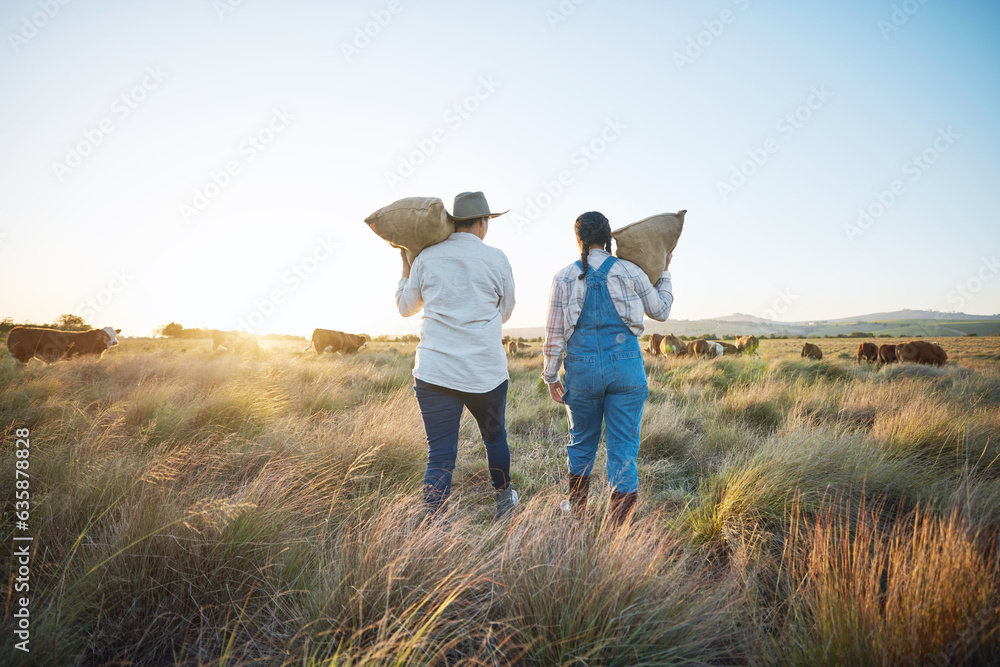 People, bag or farmers walking to cattle on field harvesting poultry livestock in small business tog