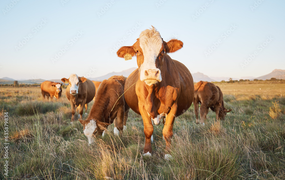 Nature, livestock and cows on a farm in countryside for eco friendly agriculture environment. Sustai