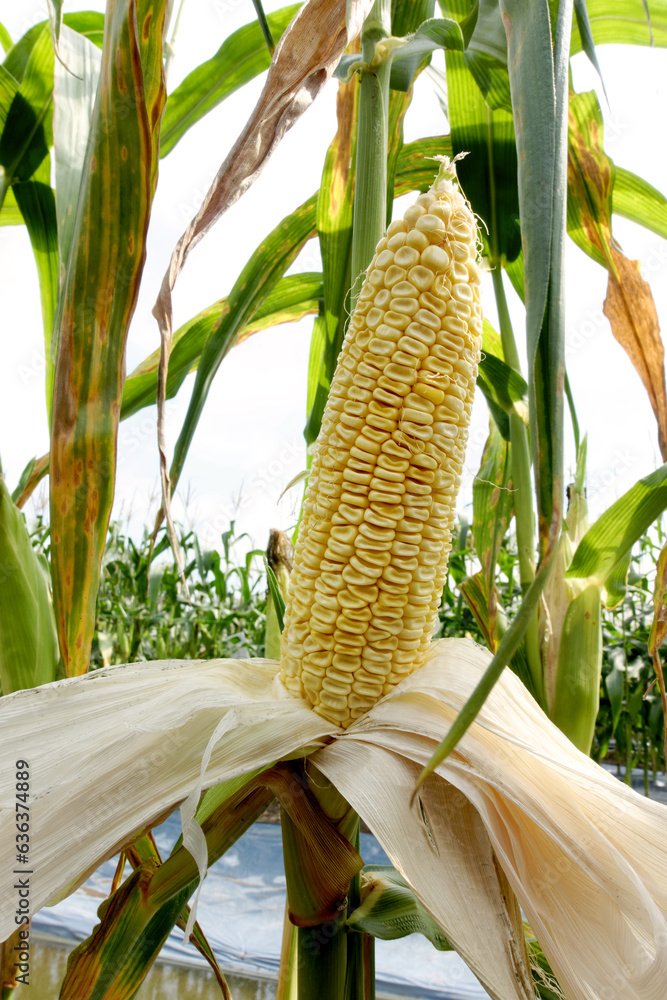 Dry corn cob on stalks authentic view on corn field.