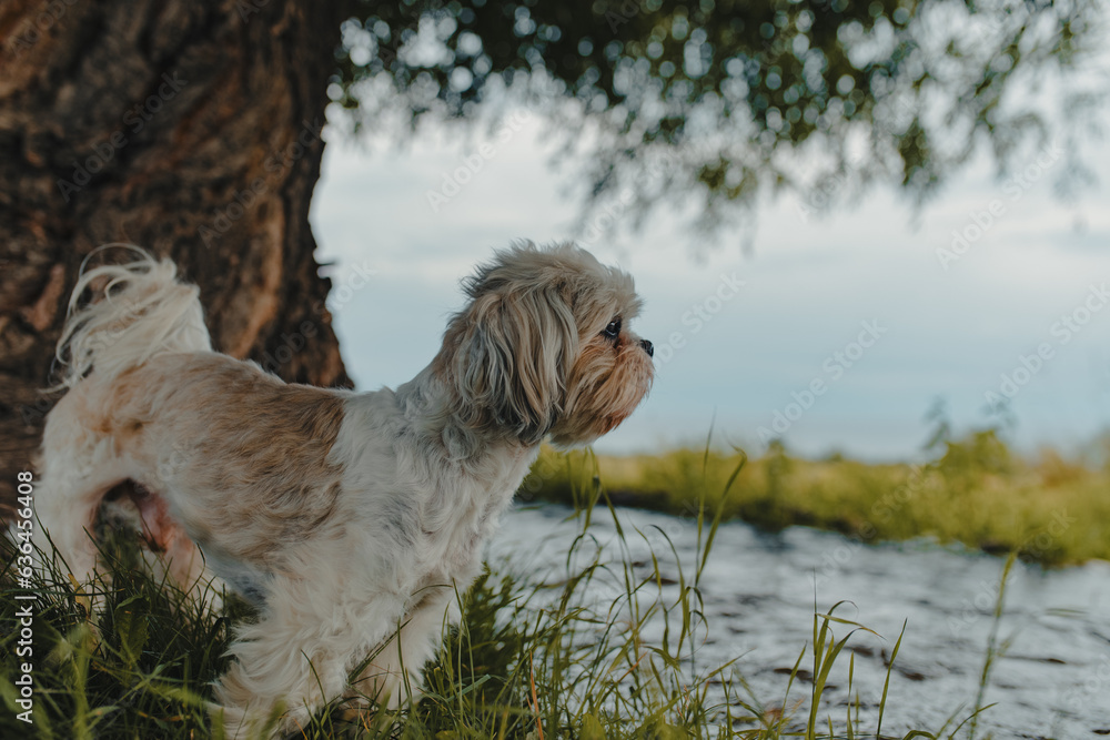 Shih Tzu dog on the bank of a stream in the summer