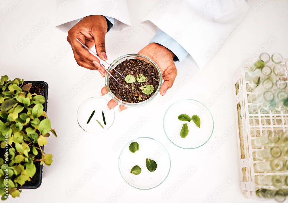 Laboratory, plants and scientist hands with petri dish and agriculture study for food security. Eco 