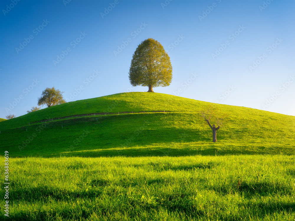 Nature. Tree on top of the hill. Landscape before sunset. Fields and meadows. Natural wallpaper. Agr