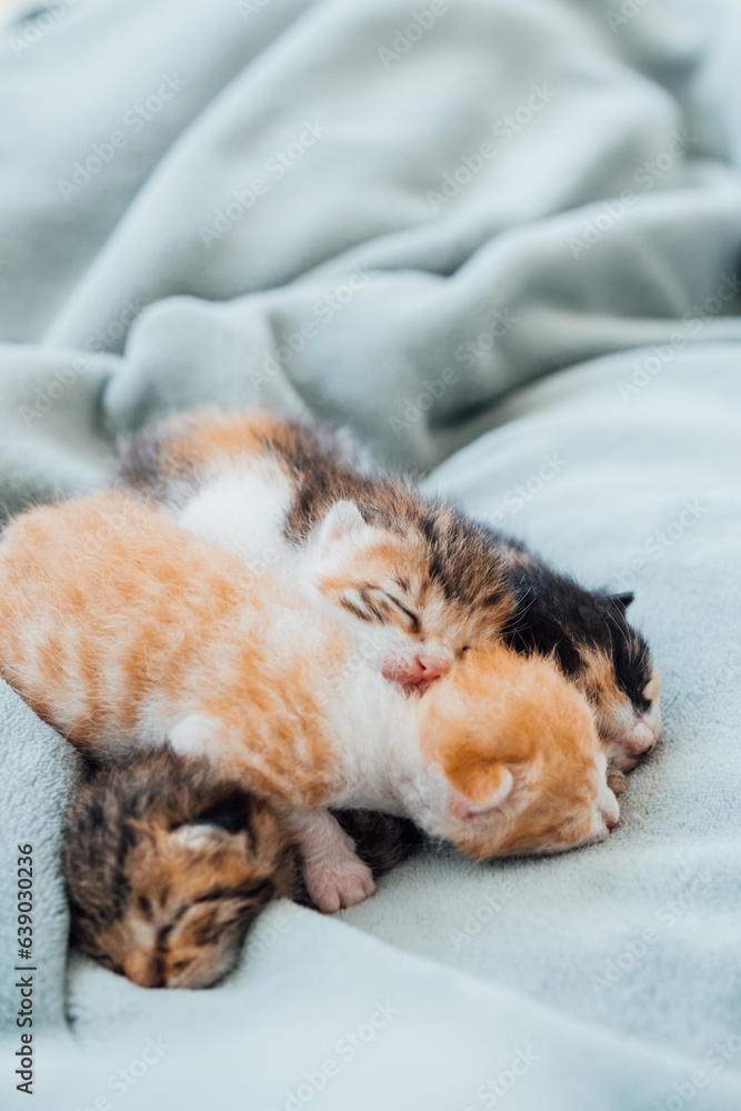 Newborn kittens. Newborn blind kittens sleep comfortably all together on plush plaid.