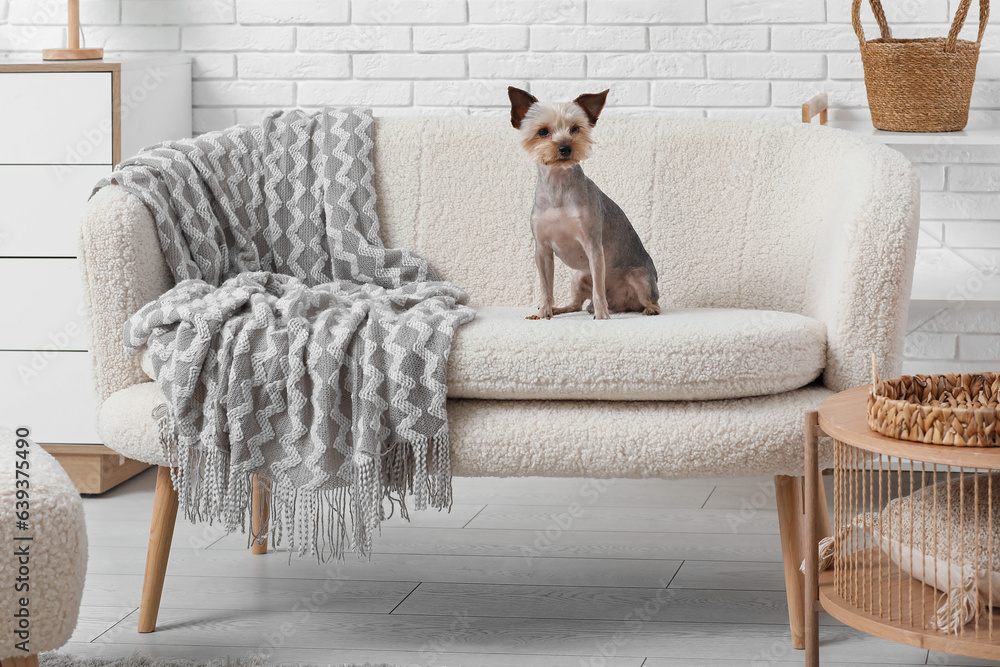 Cute small Yorkshire terrier dog sitting on sofa at home