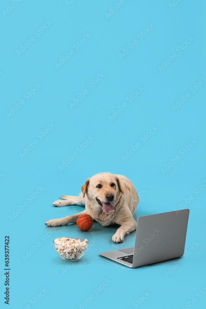 Cute Labrador dog with bowl of popcorn, toy ball and laptop lying on blue background