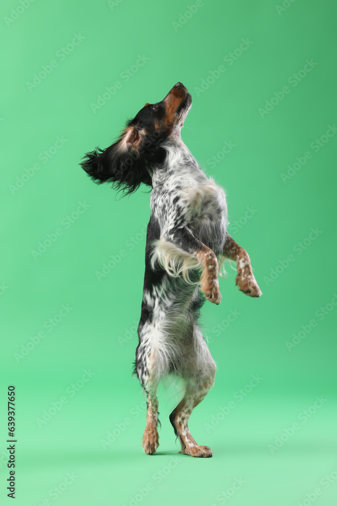 Cute cocker spaniel dog jumping on green background