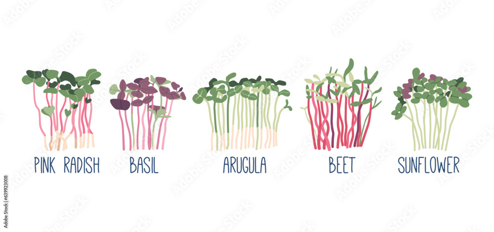 Set Of Microgreens. Pink Radish, Basil And Arugula. Beet, And Sunflower, Sprouts. Healthy Greenery F