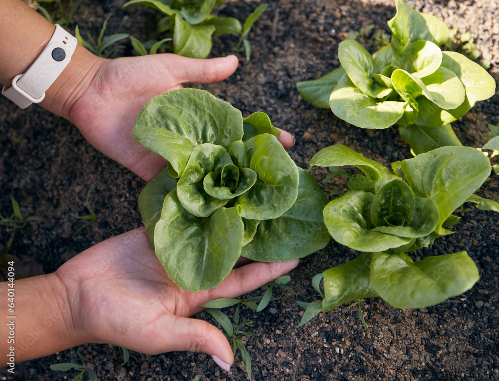 Hands, lettuce and gardening plants for farming, agriculture and sustainable growth in sand from abo