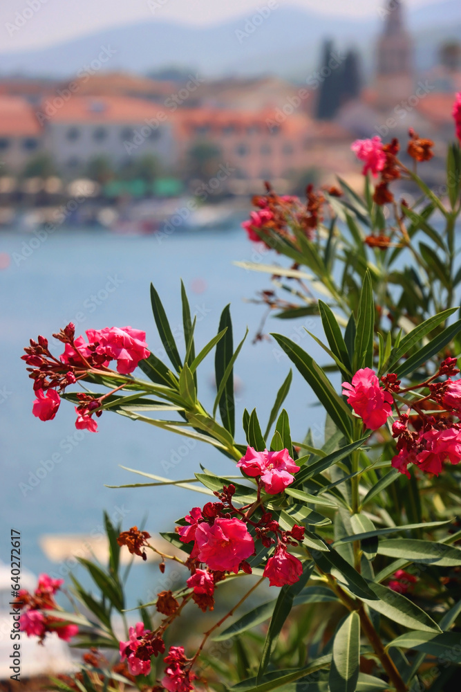 Vibrant pink oleander flowers in the garden. Picturesque Mediterranean town and sea in the backgroun