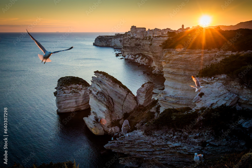 Seagulls above the clifs of Bonifacio at sunset in the Corsican shoreline, Corse, France