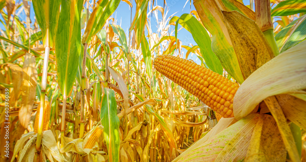 Corn on a cornfield - agriculture photo