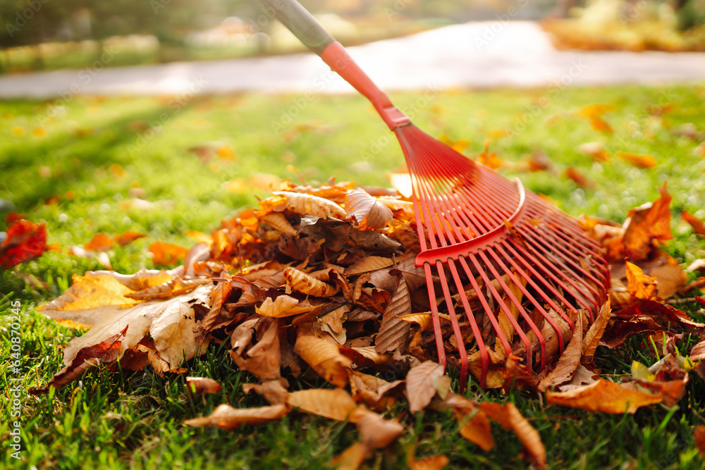 Close-up of a rake picking up fallen leaves in autumn. Man with a fan rake clears the yellow leaves 
