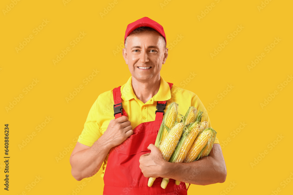 Mature male farmer with ripe corn cobs on yellow background