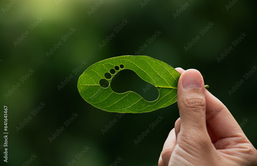 Hand of human is holding green leaf with carbon footprint, renewable energy carbon and business gove