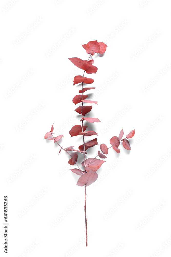 Dried red leaves twig on white background