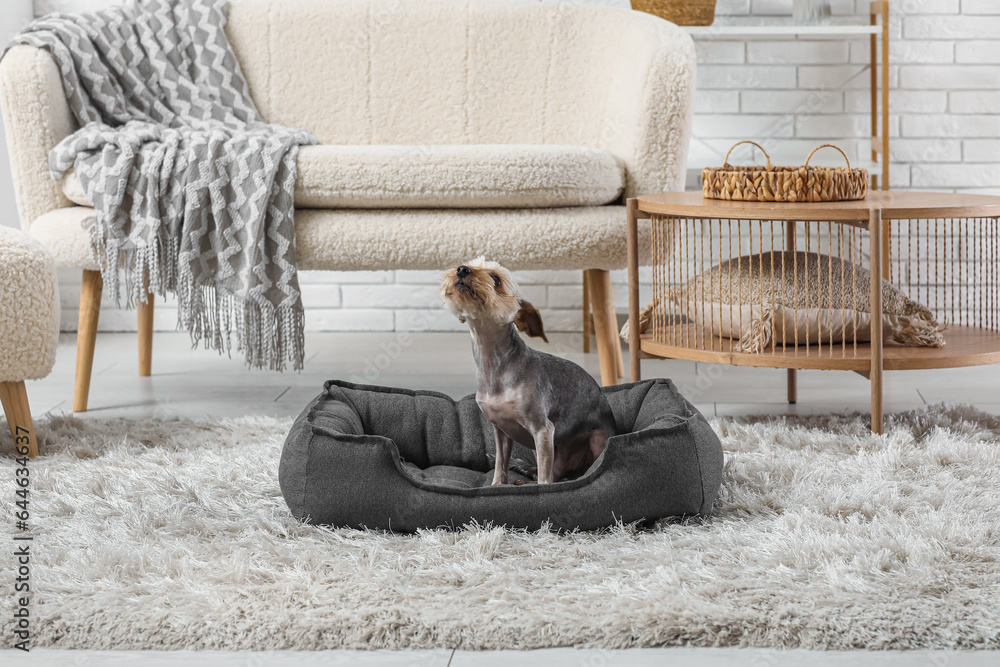 Cute small Yorkshire terrier dog sitting in pet bed at home