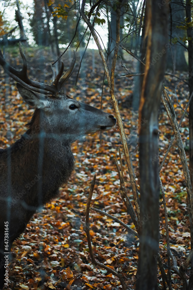 Beautiful deer in autumn park, closeup