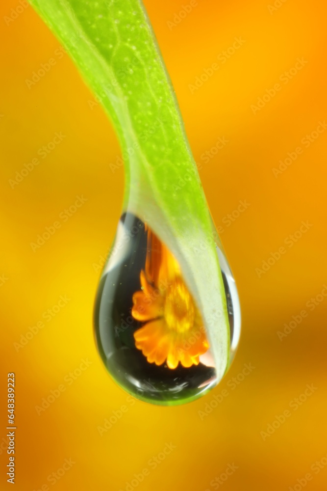 Beautiful flower reflected inside water drop on green leaf against color background. Macro photography