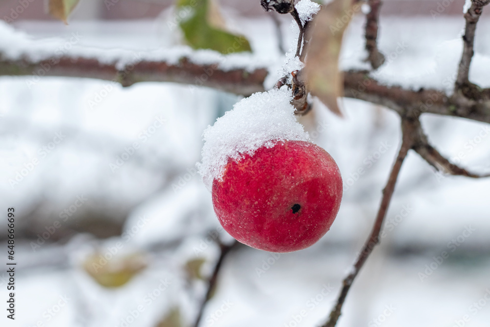 A snowy apple on a tree against a blurred background after a snowfall in early winter